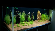 200l - Panoramic Aquarium - Artur Żywy