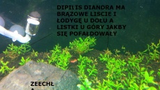 Problemy z roslinami i krewetkami - 112l pomocy