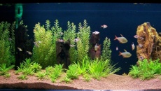 200l - Panoramic Aquarium - Artur Żywy