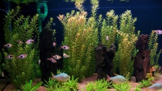 200l - Panoramic Aquarium - Artur Żywy