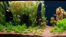 200l - Panoramic Aquarium - Artur Żywy