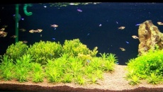 200l - Panoramic Aquarium - Artur Żywy