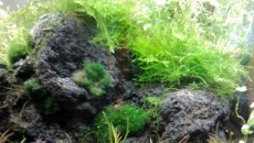030l - Lawa w krewetkarium