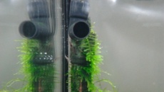 030l - Lawa w krewetkarium