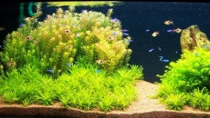 200l - Panoramic Aquarium - Artur Żywy
