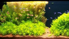 200l - Panoramic Aquarium - Artur Żywy