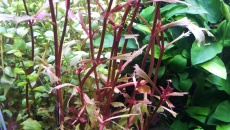Alternanthera Splendida