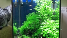 030l - Lawa w krewetkarium