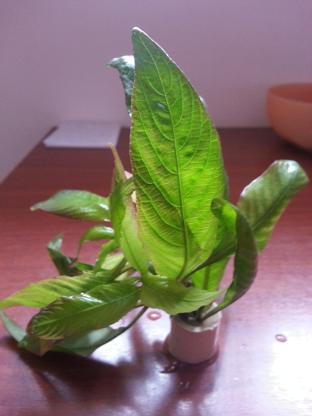 20120922_154701b.jpg