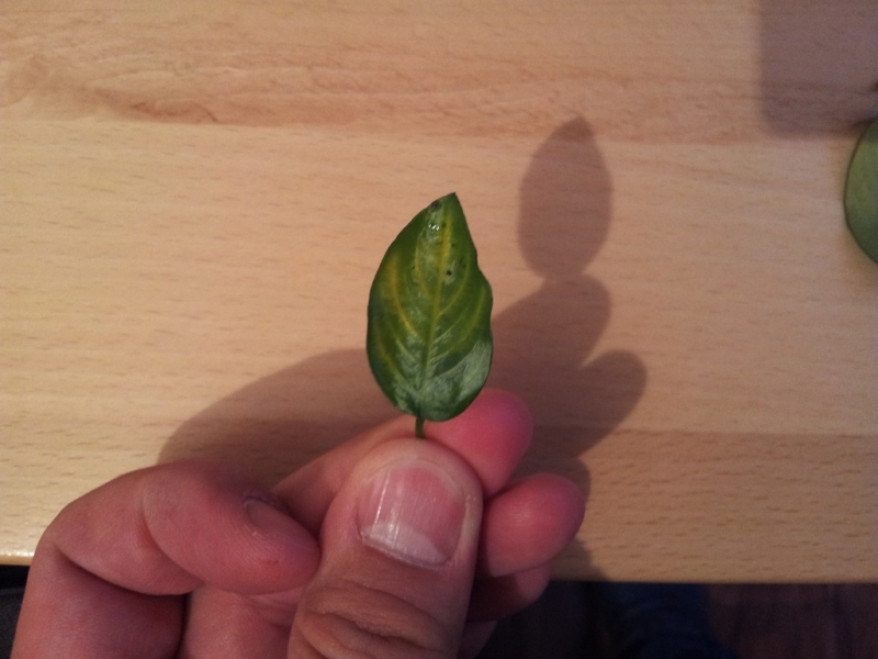 2012-10-02 20.04.35.jpg