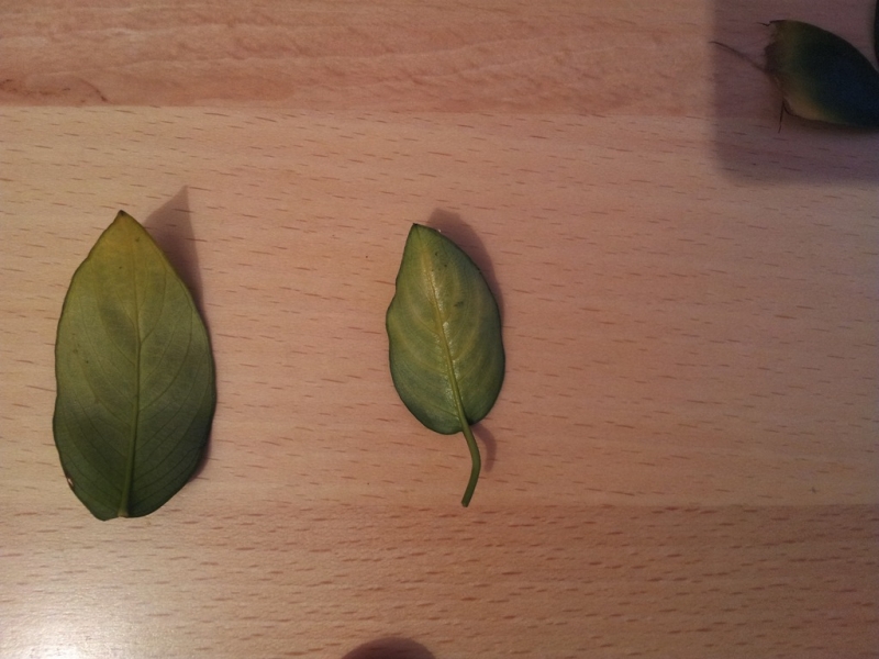2012-10-02 20.03.56.jpg