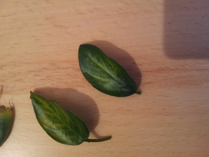 2012-10-02 20.03.25.jpg