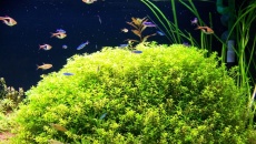 200l - Panoramic Aquarium - Artur Żywy