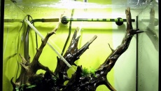 Wabi-paludarium ryuboku :)
