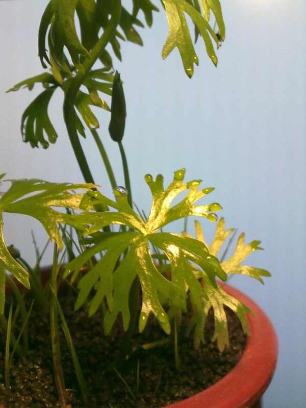 20121008845.jpg