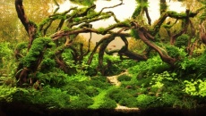 The International Aquatic Plants Layout Contest 2012