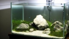 054l - Mossy Croatian Hillside