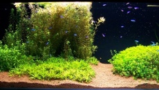 200l - Panoramic Aquarium - Artur Żywy