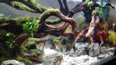 300l - Piotr Dymowski - Planted Tank