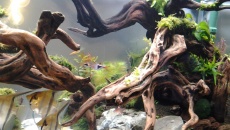 300l - Piotr Dymowski - Planted Tank
