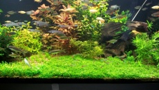 720l - Jungle Boracz