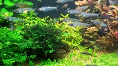 720l - Jungle Boracz