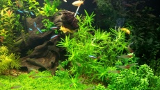 720l - Jungle Boracz