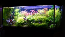 240l - Zielono mi - myli1