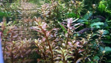 Problem z Rotala colorata