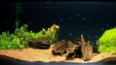 200l - Panoramic Aquarium - Artur Żywy