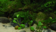 15l - LowTech - Qiubi