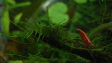 15l - LowTech - Qiubi