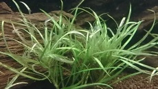 Problem - blyxa japonica (rozpada się, gnije)