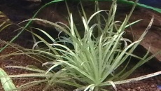 Problem - blyxa japonica (rozpada się, gnije)