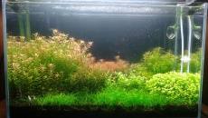 65l Ali nowe roslinne