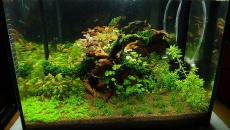 30l - Krewetkarium - by Nantai nr 2