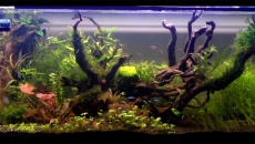 412l - a'la plantes - Tomek K