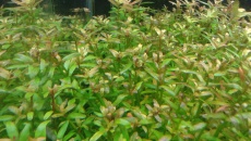 Chloroza??