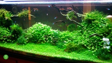 220l - Green Paradise