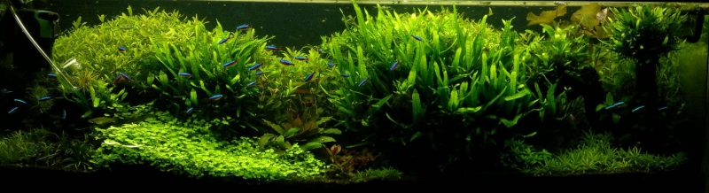 2013-03-06-538akwarium.jpg