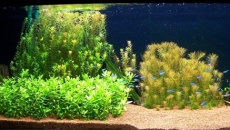 200l - Panoramic Aquarium - Artur Żywy