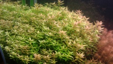 Chloroza??