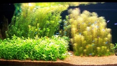 200l - Panoramic Aquarium - Artur Żywy