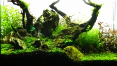 64l -  Akwarium Naturalne - M. Biały