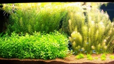 200l - Panoramic Aquarium - Artur Żywy