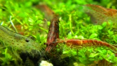 64l -  Akwarium Naturalne - M. Biały