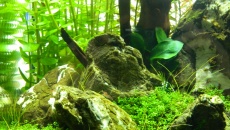 64l -  Akwarium Naturalne - M. Biały