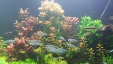 720l - Jungle Boracz