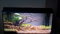 112l - Tree on a slope -  Hanyss