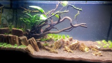 112l - Tree on a slope -  Hanyss